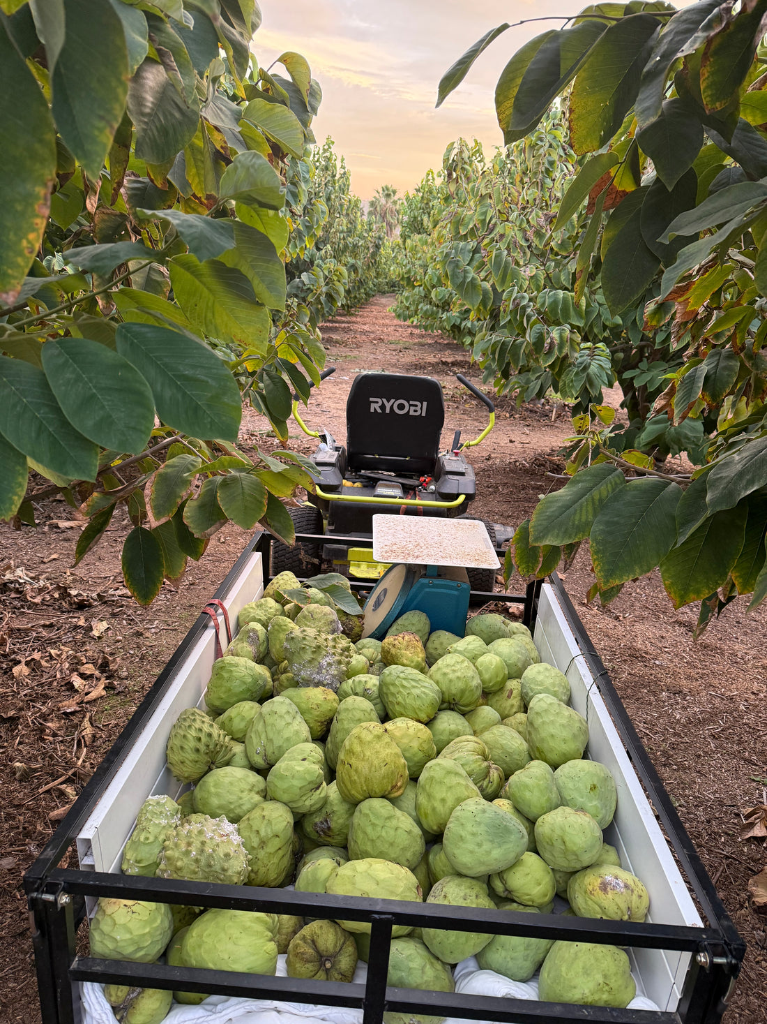 Cherimoya — Prepaid Group Preorder (1 lb)
